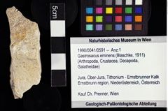 Foto (Objket + Etiketten) von Gastrosacus eminens (Blaschke, 1911) 